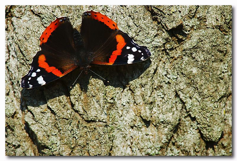 Vanessa atalanta